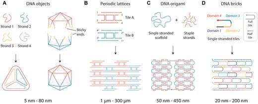 DNA self-assembly strategies. (A) DNA objects made from designed single strands or pre-assembled DNA motifs. (B) DNA motifs assembled into arrays. (C) DNA origami strategy where a long single strand is folded by short complementary strands. (D) DNA brick strategy to create nanostructures.