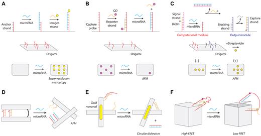 DNA origami microRNA biosensors. (A) DNA-PAINT detection strategy using super-resolution microscopy (122). (B) Removal of surface features on an origami tile for microRNA detection (123). (C) A logic-gated origami design for microRNA detection (124). (D) Reconfigurable origami pliers (125). (E) DNA origami device with gold nanorods that provide an optical signal (126). (F) A DNA box that opens on binding a microRNA (127).