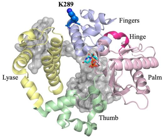 The three-dimensional structure of the closed ternary complex of DNA polymerase β. The structure is organized into catalytic domains, in yellow is the lyase N-terminal domain. The polymerase domain contains three subdomains, the thumb (green), palm (pink), and fingers (light blue) subdomains. K289 (blue) is located on the distal end of helix N of the fingers subdomain, away from the active site.