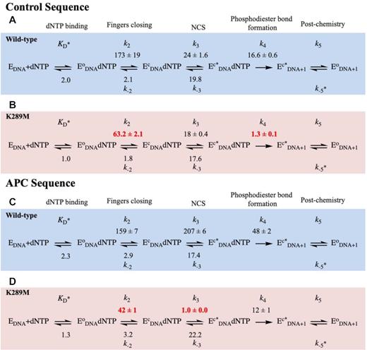 Modelled rates of conformational changes. FRET traces were modelled using KinTek Global Explorer to get rates for WT (blue) and K289M (red) in the presence of the Control (A and B) and APC (C and D) sequences. In this reaction mechanism, dNTP binds to the binary complex (EDNA) to form an open ternary complex (EoDNA dNTP). The fingers subdomain undergoes two sequential conformational changes (fingers closing (EcDNA dNTP) and NCS (Ec*DNA dNTP)) before product formation (Ec*DNA+1). Finally, the enzyme undergoes a post-chemical conformational change to form EoDNA+1. Standard error of the fit is reported. Rate constants are in units of s−1 except for KD (μM), k-5 (μM−1 s−1).