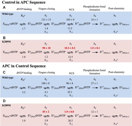 Modelled rates of conformational changes for Control in APC and APC in Control sequences. WT (blue) and K289M (red) were modeled using KinTek Global Explorer in the presence of the Control in APC (A and B) and APC in Control (C and D), sequences. Standard error of the fit is reported. Rate constants are in units of s−1 except for KD (μM), k−5 (μM−1 s−1).