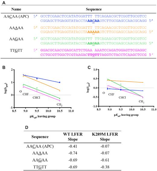 Sequence context-specificity of the linear free energy relationship. (A) Variations of the APC sequence were used where the templating base was changed to either A or G; also, the sequence complementary to the APC sequence was used containing TTGTT instead of AACAA. The linear free energy relationships between log(kpol) and pKa4 for WT (B) and K289M (C) are shown and the slopes for each of the sequences are listed (D).