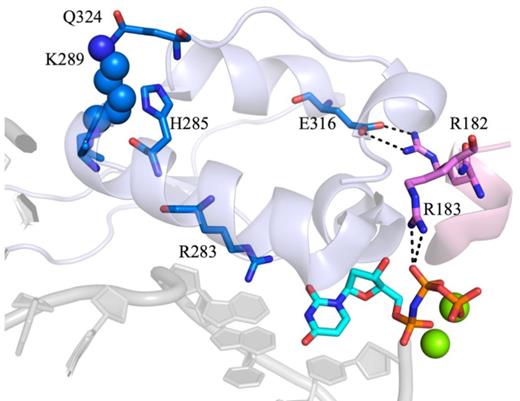 The indirect interactions of K289 with the active site. K289 is closely located to Q324 of the fingers subdomain, which is located in the same helix as E316. This residue interacts with R182, which is adjacent to R183 and forms electrostatic interactions with the β, γ-bridging group of the incoming dNTP. Additionally, K289 is part of helix N undergoes a large conformational change upon binding of the correct dNTP. Helix N contains residues that have been implicated in the fidelity of pol β. Most importantly, R283 interacts with the templating base of the DNA along with the incoming dNTP (PDB code 4KLE).