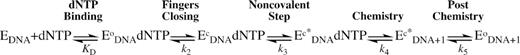 Reaction mechanism of DNA polymerization by DNA polymerase β.