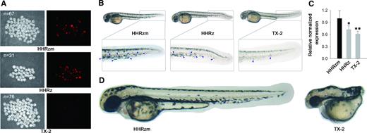 HHRz-based gene knockdown tools down-regulate gene expression in zebrafish. (A) mCherry gene inhibition by injected plasmid of HHRz. mCherry expression inhibition in 28 hpf embryos by injected TX-2 under FITC illumination. mCherry fluorescence in embryos injected HHRzm and HHRz was ubiquitous. (B) HHRz-based gene knockdown caused pigmentatione defects in zebrafish. Microscopy analysis of pigmentatione in HHRzm, HHRz and TX-2 plasmid injected 50 hpf embryos. The pigmentatione is highlighted by blue arrow. (C) Relative mRNA levels of nacre gene in HHRZm, HHRz and TX-2 plasmid injected 24 hpf embryos. Compared with internal reference gene, *P< 0.05; **P< 0.01. (D) HHRz-based gene knockdown led to no tail phenotype. Microscopy analysis of tail in HHRzm, HHRz and TX-2 plasmid injected 28 hpf embryos.