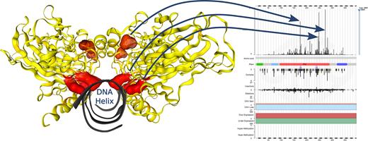 Understanding the relevance of mutation peaks in protein structure. The repertoire of mutations across TP53 are represented on a protein structure in three dimensions (PDB id: 4HJE). High-frequency substitutions are highlighted in red to show their positions relative to protein features and each other. In this example, the most frequent two mutations observed across all cancers in TP53 (at codons R248 and R273) cluster at the DNA binding surface.