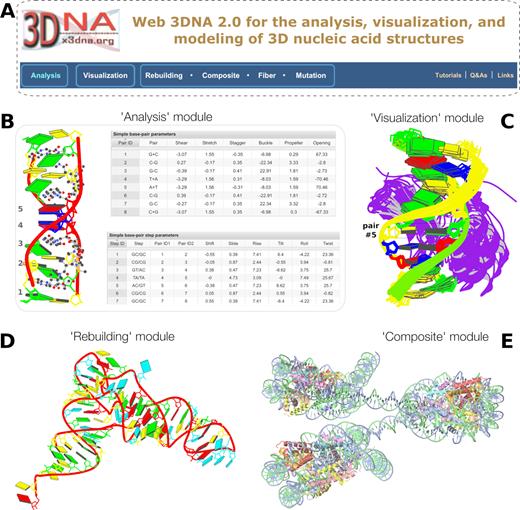 Summary of web 3DNA 2.0. (A) The homepage, highlighting the three major components of the server (boxed) and links to key resources. (B) Excerpt from the ‘Analysis’ of a drug–DNA complex (PDB entry 1xvk) (38), showing a base-block image and tabulations of the ‘simple’ base-pair and step parameters. (C) Schematic ‘Visualization’ of an ensemble of NMR structures of a protein–DNA complex (PDB entry 2moe) (31). The models are aligned locally in the reference frame of the fifth base pair, with its minor-groove edge (colored black) facing the viewer. The protein, colored purple, binds in the major groove of the DNA. (D) An example of ‘Rebuilding’ a model from the local base-pair and step parameters obtained from an ‘Analysis’ of a tRNA structure (PDB entry: 1fir) (33). (E) ‘Composite’ model of a DNA ‘decorated’ with proteins. Here a nucleosome (PDB entry: 4xzq) (34) is used as a template to construct a three-nucleosome, chromatin-like structure. Color code for base rectangular blocks: A, red; C, yellow; G, green; T, blue; U, cyan. (B–D) were generated automatically via the 3DNA ‘blocview’ program, which calls MolScript (24) and Raster3D (25); (E) was rendered using JSmol (22). The annotations were created using Inkscape (https://inkscape.org).
