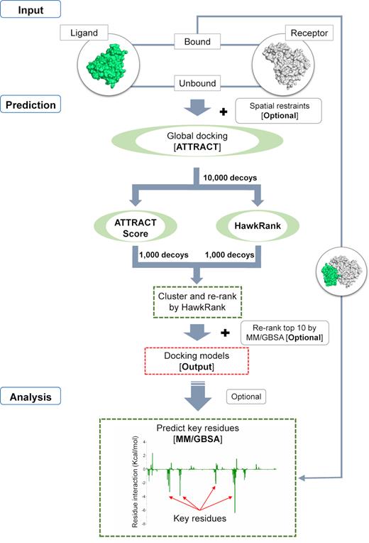 Workflow of the HawkDock server that is divided into three major steps: (i) input of unbound or bound protein structures; (ii) structural prediction of protein–protein complex by using the global docking algorithm implemented in ATTRACT and the HawkRank scoring function; (iii) identification of the key residues by MM/GBSA.
