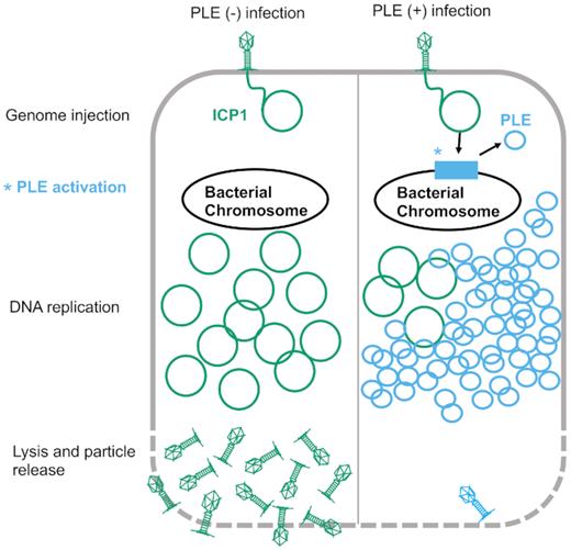 Model of ICP1 infection in PLE(−) and PLE(+) V. cholerae. ICP1 injects its DNA into V. cholerae; prior to DNA replication, ICP1 activity leads to PLE activation and excision. ICP1 DNA replication is reduced in the PLE(+) cell where the PLE replicates to high copy. Finally, the cell lyses and releases infectious particles. No ICP1 particles and a low number of PLE transducing particles are released from the PLE(+) cell.
