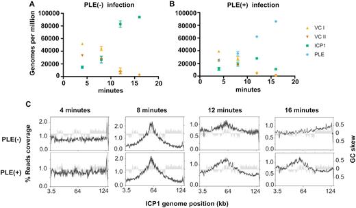 PLE robustly replicates following infection while altering ICP1 replication. (A and B) Genomes per million (GPM) of total DNA mapping to the V. cholerae large (VC I) and small (VC II) chromosomes, ICP1, and the PLE across an infection time course in PLE(−) (A) and PLE(+) (B) V. cholerae. Samples were taken at 4, 8, 12 and 16 min post-infection, data show the average and standard deviation of three independent experiments. (C) Percent reads coverage plots across the ICP1 genome during PLE(−) (top) and PLE(+) (bottom) infection. For each time point, the percent reads coverage across the genome for three biological replicates was determined. The average percent reads coverage is shown as a black line, while standard deviation appears as dark gray shading around the line. The GC skew (right axis) is shown as light gray shading.