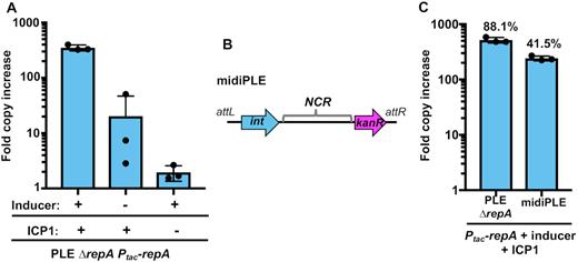 RepA drives PLE replication in the presence of ICP1. (A) RepA complementation of PLE ΔrepA as assessed by qPCR. PLE fold copy increase 20 min post-infection is shown in different combinations with ICP1 and the inducer of the complementation construct. (B) A diagram of the midiPLE construct used to assess the minimal requirements for PLE replication (not to scale). Attachment sites, the PLE integrase, and the noncoding region (NCR) are present along with a kanamycin resistance gene (kanR). (C) Replication of a RepA complemented ΔrepA strain and midiPLE 20 min post ICP1 infection. The replication of these strains was compared to a wild-type PLE control, and the relative replication is displayed as a percentage above the bars.