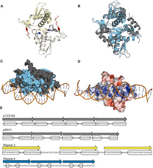 PLE RepA is a RepA_N family protein. (A) Cartoon representation of the PLE RepA-NTD dimer. Monomers are differently colored in yellow and white. The N and C termini of the monomers are colored blue and red respectively. (B) Alignment of the NTD dimers of PLE RepA and pTZ2162 RepA in light blue and dark grey, respectively, depicted in cartoon representations (RMSD = 4.527 over 176 residues). (C) Surface view of PLE RepA-NTD dimer in light blue aligned with pTZ2162 RepA-NTD dimer in dark gray bound to substrate DNA. (D) Electrostatic potential map, turned 90 degrees as (C), of PLE RepA-NTD dimer aligned to the pTZ2162 RepA-dsDNA bound structure. Positive (blue) and negative (red) charges are indicated on the surface. (E) Binding iterons for the RepA initiators of pTZ2162 and pSK41 are shown alongside repetitive sequences found in the putative PLE origin of replication. Direct repeats are denoted with an arrow, while the sequence comprising inverted sub-repeats is boxed. Sequence for the minus strand for PLE is shown to make the central poly-A tract apparent.