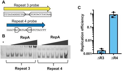 Repeat 3 serves as the PLE ori iteron sequence. (A) The nucleotide sequences of 5′ fluorescently labelled dsDNA probes used to test RepA specificity. Probe sequence was derived from the repetitive sequences found in PLE noncoding region 3 (NCR3). Inverted sub-repeats are boxed. (B) An electrophoretic mobility shift assay using the probes in (A). The * denotes a RepA(+) no DNA control. Additional replicates of this experiment are shown in Supplementary Figure S9. (C) The replication of PLE mutants with deletions spanning the repeat 3 (R3) and repeat 4 (R4) regions 20 min post-infection with ICP1 as assessed by qPCR. Replication efficiency is relative to a wild-type PLE control.