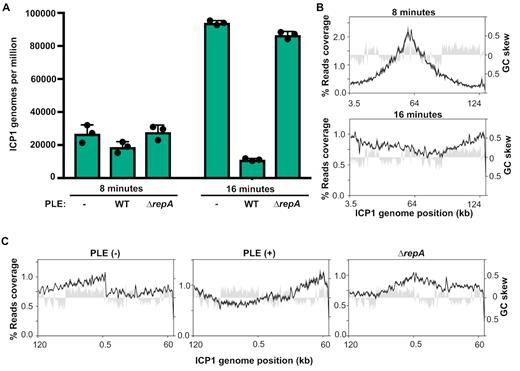 Non-replicating PLE still alters ICP1’s replication profile. (A) Genomes per million of ICP1 in PLE(−), PLE(+), and PLE ΔrepA cultures at 8 and 16 min post-infection. Values shown are the means of three biological replicates. (B) Percent reads coverage profile of ICP1’s genome in ΔrepA PLE infection at 8 min (top) and 16 min (bottom) post-infection. (C) Percent reads coverage profile of ICP1’s genome in PLE (−), PLE (+), and ΔrepA PLE hosts at 16 min post infection. The ICP1 genome has been rotated so that it is centered around the putative rolling circle replication origin. For each reads profile plot in (B) and (C), the -average percent reads coverage across the genome for three biological replicates is shown as a black line, while standard deviation appears as dark gray shading around the line. The GC skew (right axis) is plotted as light gray shading.