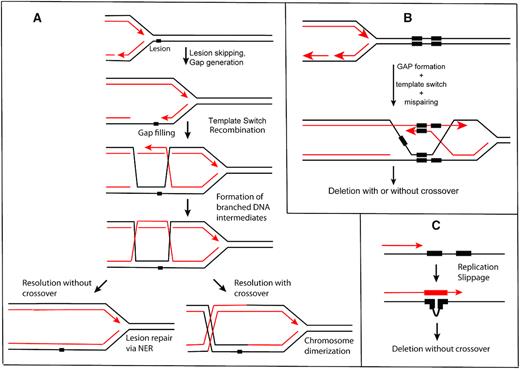 Processes that can lead to deletion between direct chromosomal repeats. (A) The formation of postreplication gaps and gap filling via template switching. The process can generate double Holliday junction intermediates similar to the process of RecA-mediated recombination. Resolution of intermediates can lead to crossing over. (B) If direct repeats are present, template switching can lead to a deletion. (C) A replication slippage model. In principle, this could occur on either the leading or lagging strand.