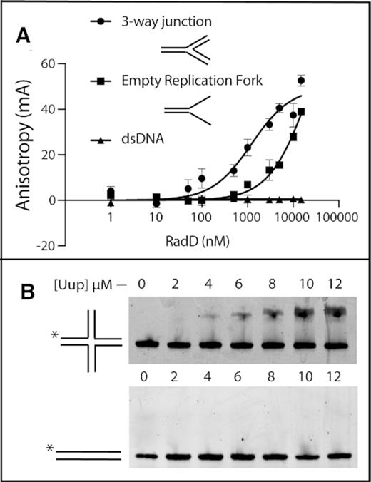 DNA binding activities of (A). RadD protein via fluorescence anisotropy. Branched DNA substrates are illustrated. (B) Uup protein via EMSA.