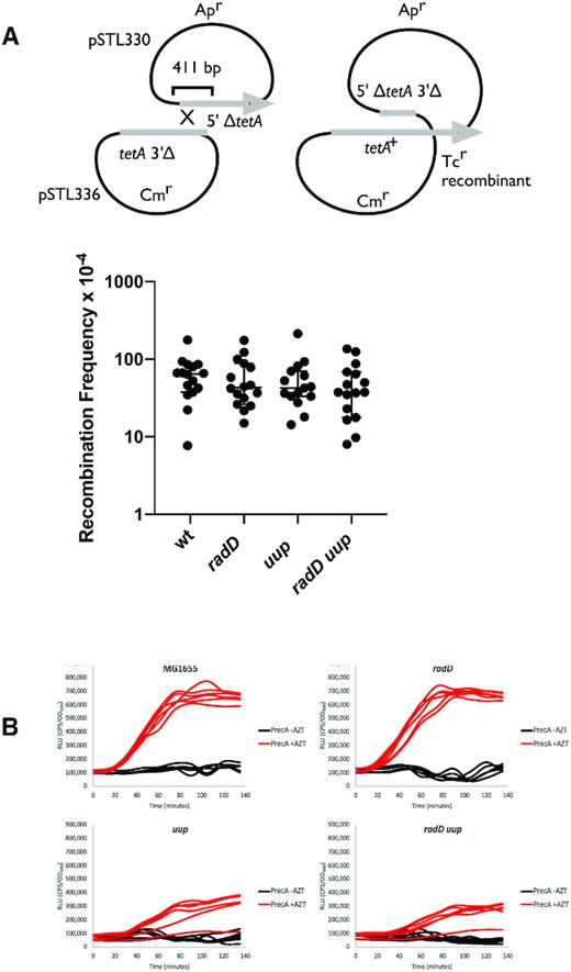 Uup and RadD are likely not involved in gap generation. (A) Effects of RadD and Uup function on RecFOR-mediated recombination. The intermolecular recombination illustrated in the top panel is dependent upon RecFOR (103). Recombination frequencies are shown for wild type, along with mutant strains lacking uup, radD or both. (B) SOS induction measured by recA promoter fusion to a luxCDABE operon (92) during growth with and without azidothymidine (AZT). Relative luminescence units (RLU) are the luminescence per second normalized to OD600 of the cultures, either exposed (red) or not exposed (black) to AZT at time 0. SOS induction by AZT is dependent on RecFOR (127).