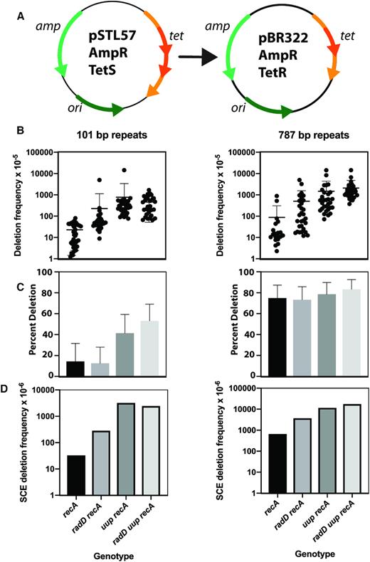 (A) The plasmid-based deletion assay. Part of the sequence of the gene encoding tetracycline resistance is repeated, creating a null allele. Recombination between the repeats can generate a functional gene and tetracycline resistance. (B) DNA deletion frequency in plasmids bearing 101 bp and 787 bp repeats. Assays were carried out as described in Materials and Methods, protocol 1. (C) Proportion of deletion products that are replicon dimers. (D) Derived frequency of deletion associated with sister chromosome exchange.