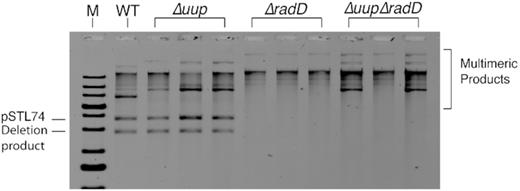 Plasmids isolated from TetR survivors from the assays in Figure 3, utilizing pSTL74 (101 bp direct repeats separated by 1.4 kb of DNA). Genetic backgrounds are indicated. Plasmid isolation and analysis are described in Materials and Methods.
