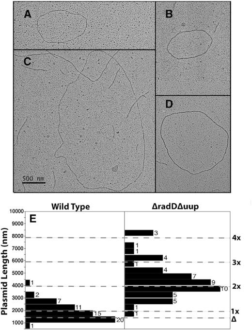 Visualization of plasmids from Figure 6 by electron microscopy. (A) An example of a plasmid with monomeric length attributes. (B–D) Examples of plasmids derived from survivors in a strain lacking uup and radD function. The magnification is the same in each panel, such that the scale bar in panel C applies to all panels A–D. (E) Measurements of plasmids derived from TetR survivors of the deletion assay, from wild type and ΔuupΔradD genetic backgrounds as indicated. Measurements were carried out as described in Methods. The expected lengths of a monomeric copy of pSTL74 and a deleted version of pSTL74 are indicated. Lines above indicate expected lengths of dimeric, trimeric, etc. versions of pSTL74 lacking deletions.