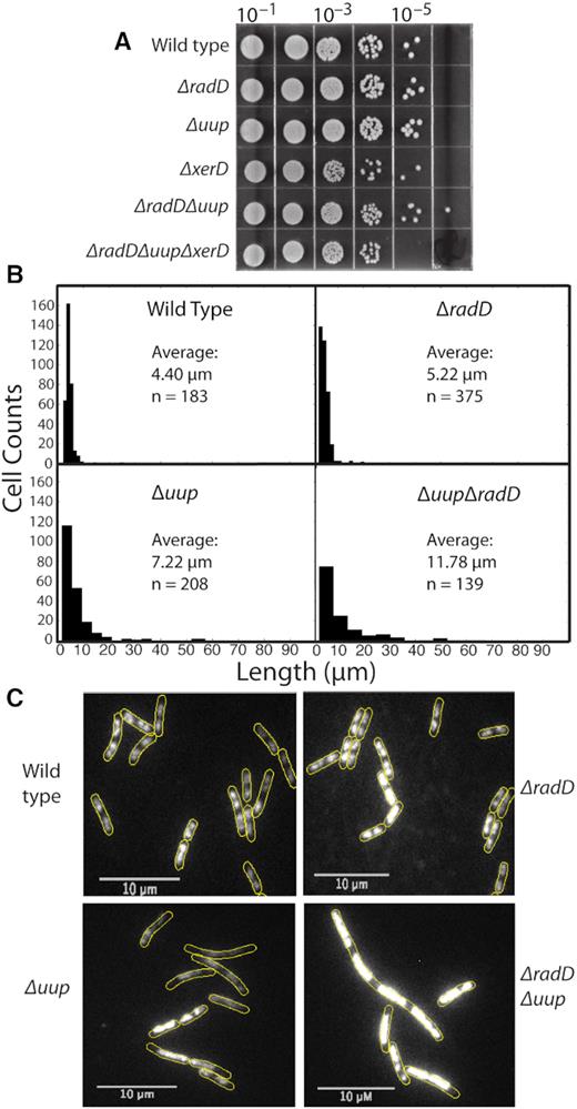 Loss of Uup and RadD function affects cell division. (A) Spot plates of strains with different genetic backgrounds in the absence of environmental stress. Successive 10-fold dilutions of overnight cultures are as indicated. (B) Histograms showing cell length distributions in unstained cells. The number of cells included in the histograms are noted in each panel. (C) Micrographs of cells from a separate experiment, stained with SYTOX orange to visualize nucleoids as described in Methods. Analysis of nucleoid positioning is provided as intensity profiles and an autocorrelation analysis in Supplementary Figures S3 and S4, respectively. Growth curves of all strains under the conditions used to visualize nucleoids with SYTOX Orange are provided in Supplementary Figure S2.