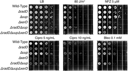 Sensitivity of uup and radD mutants to DNA damaging agents. Deletions of xerD are included in some genetic backgrounds. Spot plates with the indicated concentrations of DNA damaging agents. LB is Luria broth media. NFZ, Cipro, and Bleo are nitrofurazone, ciprofloxacin, and bleomycin, respectively.