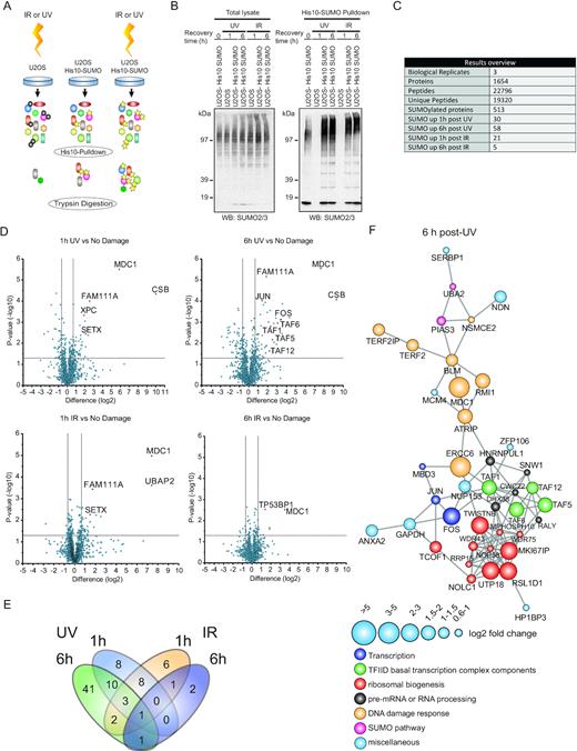 Identification of SUMOylated proteins in response to IR- or UV-induced DNA damage. (A) Experimental set-up. U2OS cells stably expressing His10-SUMO2 or parental cells were irradiated with ultraviolet light (UV) (20 J/m2) or ionizing radiation (IR) (4 Gy) or were mock treated. Cells were lysed 1 h or 6 h after DNA damage induction and SUMOylated proteins were purified by means of Ni-NTA pulldown. Purified proteins were trypsin digested and peptides were analysed by mass spectrometry. (B) Total lysates and His10-SUMO2 purified fractions were analysed by immunoblotting using a specific antibody against SUMO2/3. (C) The experiment, as described in (A) was performed in triplicate and protein groups were selected. SUMOylated proteins required a minimal fold change of 1.5 with a P-value <0.05 in at least one of the U2OS His10-SUMO2 conditions compared to the parental control. SUMO2 targets after 1 or 6 h IR or UV damage required a minimal fold change of 1.5 with a P-value <0.05 compared to the His10-SUMO2 expressing control that was mock treated. (D) Volcano plots showing all identified proteins. Dashed lines indicate a cut-off of 1.5-fold change (log2 of 0.66) and a P-value of 0.05 (–log10 of 1.3). Selected SUMO2 targets are marked in a red and display a label. (E) Venn diagram showing overlap of SUMO2 targets in different conditions. (F) Protein interaction network based on the STRING database showing connections between SUMO2 targets identified 6 h after UV irradiation with a medium confidence level of 0.4. Increased node size represents increased log2 fold change in LFQ intensities relative to mock treated control. Colours of nodes indicate main functional groups.