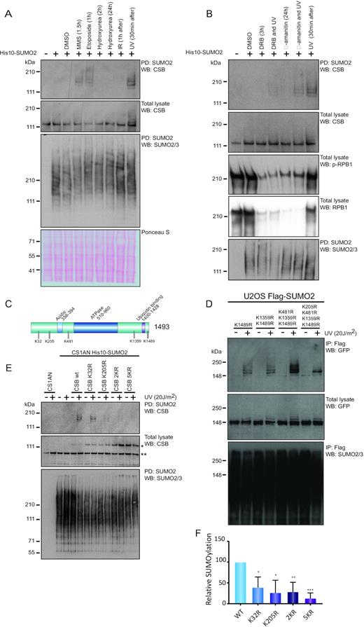 UV-induced SUMOylation of CSB is dependent on transcription and located at the N-terminus. (A) U2OS cells stably expressing His10-SUMO2 were left untreated or were treated with either DMSO, or 0.02% MMS, 50 μM etoposide, 2 mM hydroxyurea, 4 Gy IR or 20 J/m2 UV. Times indicate treatment period of cells with the compound before lysis. For IR and UV treated cells, times represent recovery period after treatment. SUMO2 conjugates were enriched by Ni-NTA pulldown (PD). Total lysates and SUMO2-enriched fractions were analysed by immunoblotting using antibodies against CSB or SUMO2/3. MMS, methyl methanesulfonate; IR, ionizing radiation; UV, ultraviolet light irradiation. (B) U2OS cells stably expressing His10-SUMO2 were treated with DRB or α-amanitin and/or UV irradiation (20 J/m2). Times indicate treatment period with the compound before lysis. For irradiation, these times indicate recovery period after irradiation prior to lysis. For the DRB and UV irradiated sample, cells were treated with DRB 3 h prior to UV irradiation and lysed 30 min after the UV treatment. For α-amanitin and UV irradiated samples, cells were treated 24 h prior to UV irradiation and lysed 30 min after UV treatment. SUMO2 conjugates were enriched by Ni-NTA pulldown. Total lysates and SUMO2-enriched fractions were analysed by immunoblotting using antibodies against CSB, p-RPB1 (S2/S5), RPB1, or SUMO2/3. DRB, 5,6-dichlorobenzimidazole 1-β-d-ribofuranoside. (C) Schematic overview of CSB including known domains and localization of SUMOylation consensus sites (ψKXE). (D) U2OS cells stably expressing Flag-SUMO2 were infected with retroviruses encoding different SUMOylation consensus site mutants of GFP-CSB, as indicated. Cells were treated with UV irradiation (20 J/m2) and lysed after 1 h recovery. SUMO2 conjugates were enriched by Flag IP. Total lysates and SUMO2-enriched fractions were analysed by immunoblotting using antibodies against GFP or SUMO2/3. (E) CS1AN cells stably expressing His10-SUMO2 were infected with lentiviruses encoding different CSB SUMOylation consensus site mutants. Cells were treated with UV irradiation (20 J/m2) and lysed after 30 min recovery. SUMO2 conjugates were enriched by Ni-NTA pulldown. Total lysates and SUMO2-enriched fractions were analysed by immunoblotting using antibodies against CSB or SUMO2/3. * marks the exogenously expressed CSB construct. ** marks the CSB-piggyBac transposable element derived three fusion (CPFP) (57). K32, 205R (2KR); K32, 205, 481, 1359, 1489R (5KR). (F) Quantification of (E). Relative amount of SUMOylated CSB was determined based on immunoblots. Intensities were corrected for exogenous CSB expression levels (see * in E) and protein loading as determined by expression of CPFP (** in E) and Ponceau S stain. Values were normalized to CSB WT SUMOylation. Error bars represent SD of the mean obtained from three independent experiments *P-value <0.05; ** P-value <0.01; *** P-value <0.001 (two-sided).