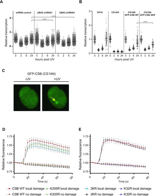 SUMOylation is necessary for efficient transcription recovery after UV damage and for efficient recruitment of CSB to UV-damaged DNA. (A) Two independent doxycycline (Dox)-inducible shRNAs against UBA2 and a non-targeted control shRNA were stably expressed in RPE1 cells. Knockdown was induced by Dox and cells were treated with 10 J/m2 UV. Relative RNA synthesis was measured by incorporation of EdU, prior to UV, and at 2, 6 and 24 h post-UV irradiation. Error bars represent SD of the mean of three independent experiments. Data were analysed by one-way Anova followed by a Tukey's multiple comparison test. **** represents P-value <0.0001. (B) The experiment described in A was repeated, using CSB-deficient patient cells (CS1AN) without rescue, or expressing GFP-tagged CSB wild-type (WT) or 2KR mutant (K32R, K205R) and VH10 cells. Recovery times after UV irradiation are indicated. All datapoints, average RRS and SD for triplicate experiments are shown. Data were analysed by one-way Anova followed by a Tukey's multiple comparison test. **** represents P-value <0.0001. (C–E) Accumulation kinetics of fluorescent intensities at locally induced UV damage of GFP-CSB WT and mutants expressed in CS1AN cells. Relative fluorescence was measured in the local damage area and in a non-treated area in the cell nucleus as shown in C. Results shown are the means of four independent experiments. Error bars represent the SD. Panel D shows kinetics of CSB WT, CSB K205R and CSB 2KR (K32R, K205R). Panel E shows kinetics of CSB WT and CSB K32R.