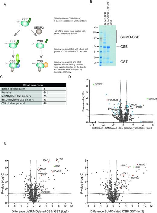 SUMOylation of CSB influences binding to RNA polymerase associated proteins. (A) Schematic overview of experimental set-up. GST tagged truncated CSB protein (aa 1–341) and SUMO machinery were co-expressed in E. coli and subsequently purified with glutathione resin. The resulting sample was split in two equal aliquots and one aliquot was treated with SENP2 overnight. De-SUMOylated and SUMOylated truncated CSB were incubated with lysates of UV-treated CS1AN cells. After incubation and washing, proteins were trypsinized on the resin and peptides were analysed by mass spectrometry. (B) Coomassie stain showing SUMOylated truncated CSB, unmodified truncated CSB and GST control. (C) The table shows a summary of identified proteins. Putative bindings partners are defined as proteins that are significantly different between non-SUMOylated CSB and SUMOylated CSB samples and are also significantly enriched compared to the GST control. (D) Volcano plot showing relative LFQ intensities of proteins in SUMOylated CSB samples compared to deSUMOylated CSB samples. Dashed lines indicate a cut-off of 1.5-fold change (log2 of 0.66) and a P-value of 0.05 (–log10 of 1.3). Putative differential binding partners which are also enriched compared to the GST control are marked in blue. Proteins that function as internal control are marked in green. In text discussed proteins are marked in red. (E) Volcano plots showing relative LFQ intensities of proteins in deSUMOylated CSB samples compared with GST controls (left panel) or SUMOylated CSB samples compared with GST controls (right panel). Proteins that function as internal controls are marked in green. Proteins discussed in the text are marked in red.