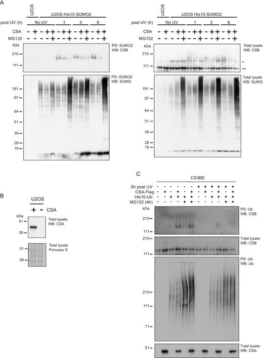 CSA destabilizes SUMOylated CSB. (A) U2OS WT and CSA-deficient cells stably expressing His10-SUMO2 were used to study whether CSA affects the SUMOylation of CSB. These cells were subjected to UV irradiation (20 J/m2) and/or proteasomal inhibition (MG132) as indicated. Cells were lysed 1, 3, or 6 h after UV irradiation. Subsequently, SUMOylated proteins were purified from these lysates by Ni-NTA pulldown. SUMO-enriched fractions (PD) and total lysates were analysed by immunoblotting using antibodies against CSB or SUMO2/3. *marks full-length CSB; ** marks the CSB-piggyBac transposable element derived 3 fusion (CPFP). (B) Immunoblotting to confirm the absence of CSA in U2OS cells established by CRISPR-targeting the CSA gene. (C) CSA-deficient CS3BE patient cells and a derivate cell line that was rescued by introducing CSA-Flag were used to study whether CSA affects ubiquitination of CSB. His10-ubiquitin was stably expressed in these cells as indicated and cells were treated overnight with cycloheximide to prevent new protein synthesis. The next day, cells were UV irradiated (20 J/m2) and/or treated with MG132 as indicated. Ubiquitinated proteins were purified by His10-purification. Total lysates and ubiquitin-enriched (PD) fractions were analysed by immunoblotting using antibodies against CSB, CSA or Ub as indicated.