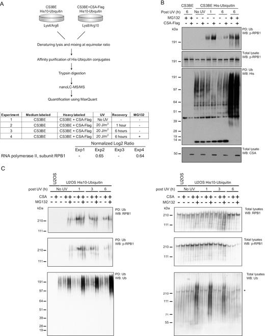 CSA stimulates ubiquitination of RNA polymerase II in a UV-dependent manner. (A) CS3BE cells with or without ectopic expression of CSA-Flag and stably expressing His10-ubiquitin were SILAC labelled and subjected to UV irradiation (20 J/m2) and/or treated with MG132 or were left untreated as indicated. Cells were lysed 1 or 6 h after UV irradiation. Ubiquitinated proteins were purified by Ni-NTA pulldown. Eluted proteins were trypsinized and analysed by mass spectrometry. The table shows an overview of experimental conditions and the log2 medium/heavy ratios of the RNAPII subunit RPB1 in each experiment. (B) CS3BE cells with or without ectopic expression of CSA-Flag and stably expressing His10-ubiquitin were treated with UV irradiation (20 J/m2) and MG132 where indicated and lysed after the indicated recovery times. Total lysates and ubiquitin-enriched fractions (PD) were analysed by immunoblotting using antibodies against p-RBP1 (S2/S5), His or CSA. (C) U2OS w.t. and CSA-deficient cells stably expressing His10-ubiquitin were subjected to UV irradiation (20 J/m2) and/or proteasomal inhibition (MG132) or were left untreated as indicated. Cells were lysed 1, 3 or 6 h after UV irradiation. Ubiquitinated proteins were purified by Ni-NTA pulldown. Ubiquitin-enriched fractions and total lysates were analysed by immunoblotting using antibodies againstRPB1, p-RPB1 (S2/S5) or ubiquitin. *residual p-RPB1 (S2/S5) signal in blot re-probed with ubiquitin antibody.