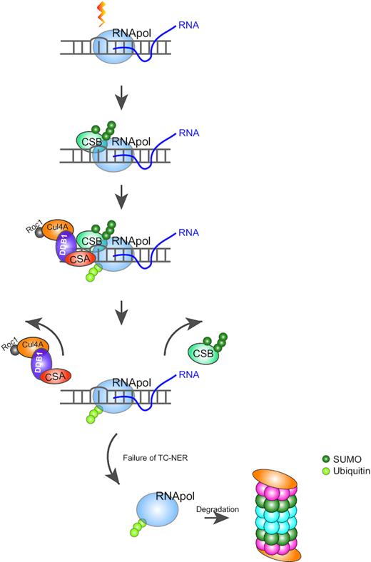 SUMO and ubiquitin cooperate during TC-NER. The processing RNAPII is stalled upon encountering a DNA photolesion with helix distorting property, which is introduced by UV light, MMS or etoposide within an actively transcribed DNA region. In response to the stalled RNA polymerase, CSB is SUMOylated, recruited and stabilized at the lesion site. CSA is subsequently recruited to the site of damage and stimulates ubiquitination of RNAPII directly or indirectly. After a short recovery upon DNA damage, SUMOylated CSB is destabilized by the presence of CSA. The proteasomal degradation of ubiquitinated RNAPII is observed at a late stage (6 h) after UV irradiation, possibly related to failure of repair.