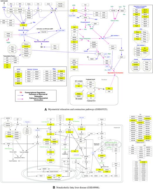 WikiPathways found from the central hidden layers trained on GSE65525, GSE48968, GSE52529, and GSE62270. (A) Myometrial relaxation and contraction pathways found in GSE65525. (B) Nonalcoholic fatty liver disease found in GSE48968. (C) VEGFA-VEGFR2 signaling pathway found in GSE52529. (D) Translation factors pathway found in GSE62270. In each pathway, the rectangle boxes represent the genes involved in the pathways, while the yellow boxes represent the genes corresponded to the central hidden layer.
