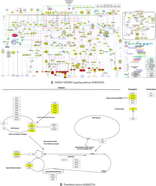 WikiPathways found from the central hidden layers trained on GSE65525, GSE48968, GSE52529, and GSE62270. (A) Myometrial relaxation and contraction pathways found in GSE65525. (B) Nonalcoholic fatty liver disease found in GSE48968. (C) VEGFA-VEGFR2 signaling pathway found in GSE52529. (D) Translation factors pathway found in GSE62270. In each pathway, the rectangle boxes represent the genes involved in the pathways, while the yellow boxes represent the genes corresponded to the central hidden layer.