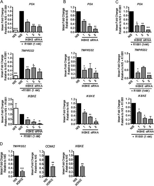 IKBKE is required for AR signalling. (A) LNCaP cells were reverse transfected in steroid depleted media (SDM) with either N/S or three individual siRNAs against IKBKE. After 72 h, cells were stimulated with R1881 (1 nM) then PSA, TMPRSS2 and IKBKE mRNA expression determined at 24 h by qPCR (n = 3). (B) LNCaP cells were reverse transfected in full media with either N/S or three individual siRNAs against IKBKE. After 72 h, PSA, TMPRSS2 and IKBKE mRNA expression determined by qPCR (n = 3). (C) LNCaP-AI were transfected in SDM with either N/S or three pooled siRNAs against IKBKE. After 72 h, cells were stimulated with R1881 (1 nM) then PSA, TMPRSS2 and IKBKE mRNA expression determined at 24 h by qPCR (n = 3). (D) CWR22Rv1 cells were transfected with either N/S or pooled siRNAs against IKBKE in SDM, 72 h later cells were lysed and assessed for TMPRSS2, CCNA2 and IKBKE expression by qPCR (n = 3). qPCR data is expressed as mean fold change of three experimental repeats ± SEM. One-way ANOVA paired Dunnetts multiple comparison test * P < 0.05, ** P < 0.01; *** P < 0.001 **** P < 0.0001.