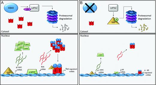 Model of IKBKE mediated AR signalling. (A) IKBKE up-regulation in prostate cancer enhances the ubiquitination and turnover of LATS2 in a kinase dependent manner. This is turn promotes nuclear localization of YAP and transcription of YAP regulated genes, including c-MYC. Up-regulated levels of nuclear c-MYC result in up-regulation of c-MYC regulated genes, such as AR. This results in a large pool of AR in cells which in turn, upon ligand mediated activation can also be co-activated by nuclear YAP. (B) Upon inhibition of IKBKE kinase activity, LATS2-Ub is impaired allowing the protein to accumulate and phosphorylate YAP. Phosphorylated YAP is held in the cytoplasm and subsequently targeted for proteasomal degradation. This results in c-MYC downregulation which in turn results in AR down-regulation, including constitutively active AR splice variants, and therefore AR regulated gene expression. Ub, ubiquitin; P, phosphate.