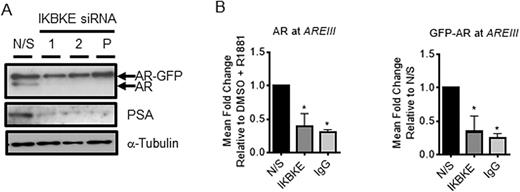 IKBKE inhibits AR transcriptional activity. LNCaP-AR-GFP cells were reverse transfected with individual IKBKE targeting siRNAs or a pool of siRNA 1 and 2 for 72 h. (A) Lysates were then collected and western blotting performed for PSA, endogenous AR and GFP tagged AR. Alpha tubulin was used as a loading control. Blots are representative of 2 experimental repeats. (B) Chromatin immunoprecipitation using either anti-AR antibody, anti-GFP antibody or IgG control was performed and recruitment to the PSA enhancer was assessed by qPCR (n = 3). Data is expressed as mean fold change relative to N/S control ± SEM. Unpaired one-way ANOVA * P < 0.05.