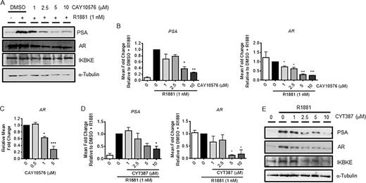 IKBKE catalytic activity is required for AR protein expression and transcriptional activation. After 72 h steroid depletion, LNCaP cells were pre-treated with either vehicle (DMSO) or increasing concentrations of IKBKE antagonist, CAY10576, for 8 h followed by treatment with either vehicle (DMSO) or 1 nM R1881 for a further 24 h. (A) Lysates were assessed for PSA, AR and IKBKE protein expression by immunoblotting or resultant cDNA was assessed for (B) PSA mRNA and AR mRNA expression by qPCR (n = 2). (C) LNCaP cells grown in full media were treated with either vehicle or increasing concentrations of CAY10576 for 16 h. AR mRNA levels were determined by qPCR (n = 2). (D) After 72 h steroid depletion, LNCaP cells were pre-treated with either vehicle or increasing concentrations of CYT387 for 8 h followed by treatment with either vehicle or 1 nM R1881 for a further 24 h. PSA and AR mRNA expression determined by qPCR (n = 3) and (E) PSA, AR and IKBKE protein expression was determined by immunoblotting. Data is expressed as mean fold change of independent experiments ± SEM. Western blots are representative of at least 2 experimental repeats. α-tubulin was used as a loading control. One-way ANOVA, Dunnett's multiple comparisons test * P < 0.05, ** P < 0.01, *** P < 0.001.