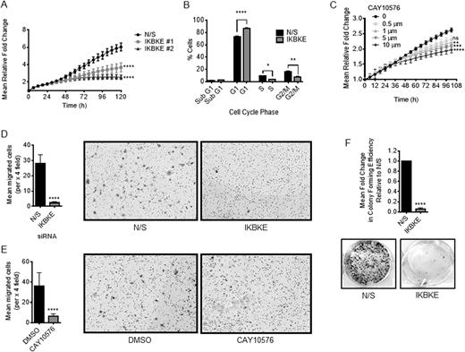 IKBKE is required for PC cell growth and survival. (A) LNCaP cells were reverse transfected in full media with either N/S or pooled siRNAs against IKBKE and cell confluency assessed using the IncuCyte Zoom Live Cell Imager every 6 h for 96 h (n = 4). Two-way ANOVA, Dunnett's multiple comparisons test **** P < 0.0001. (B) LNCaP cells were treated as in (A) prior to harvesting at 96 h for cell cycle analysis by propidium iodide flow cytometry. Data shows the % of cells in each phase of the cell cycle (n = 3). Pearson's Chi-squared test revealed a significant difference between N/S and IKBKE knockdown treatments (P < 10−15); two-way ANOVA (variables: cell cycle phase and siRNA treatment) with multiple comparisons reveals significant differences between individual phases. * P < 0.05, ** P < 0.01, **** P < 0.0001. (C) LNCaP cells were treated with either vehicle or increasing concentrations of the IKBKE inhibitor CAY10576 in full media and cell confluency assessed as described as in A (n = 3). Two-way ANOVA, Dunnett's multiple comparisons test, ns – not significant, ** P < 0.01, *** P < 0.001, **** P < 0.0001. (D) LNCaP cells were reverse transfected in full media with either N/S or pooled siRNAs against IKBKE and incubated for 72 h prior to cell counting and equal numbers being resuspended in basal media and dispensed into Boyden chambers suspended in full media as a chemoattractant, in triplicate. (E) Similarly, LNCaP cells were incubated in the presence of the IKBKE inhibitor CAY10576 for 24 hours prior to counting, resuspension in basal media and transfer to Boyden chambers. Chambers were incubated for 16 h prior to cell fixation, staining and counting. Chambers were set up in triplicate per condition. Data shown is expressed as mean cell number ± SD for 1 representative experiment of two independent experiments. (F) LNCaP cells were transfected in full media with either N/S or three pooled siRNAs against IKBKE. After 72 h, cells were re-seeded at a density of 2000 cells per well and cultured for 2 weeks. Colony forming efficiency was assessed by fixing and staining colonies with crystal violet (n = 3). Student's t-test **** P < 0.0001.