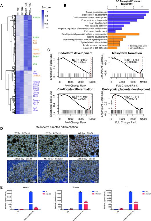 Comparison of gene expression in wild type and Mst KO day 4 EBs and directed mesoderm differentiation. (A) Heatmap of RNA-seq expression data of Mst KO and WT day 4 EBs. Representative differentially expressed genes (DEGs) are indicated. (B) GO enrichment of upregulated and downregulated genes in day 4 Mst KO versus WT EBs. (C) Gene Set Enrichment Analysis (GSEA) of differentially expressed genes between Mst KO and WT day 4 EBs among genes associated endoderm development, mesoderm formation, cardiocyte differentiation and embryonic placenta development. (D) Morphology of WT and Mst KO ESC suspension culture after 24 h growth in mesoderm induced medium. Scale = 200 μm. (E) Real-time qPCR result of mRNA level of nascent mesodermal genes (Mesp1) and mesendoderm marker (Eomes, T) in WT and Mst KO samples at ESC stage and 24h after mesoderm directed induction. All data are presented as the mean ± SD (n = 3). Gapdh was used as an internal control. Statistically significant differences are indicated (*P< 0.05; **P< 0.01; ***P< 0.001).
