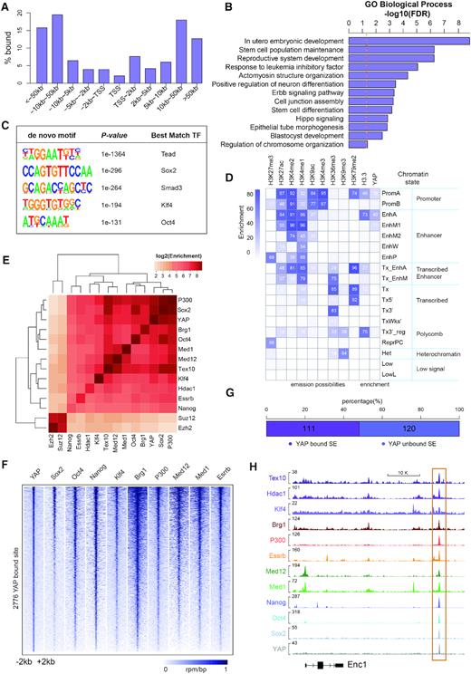 YAP predominantly binds to distal regions from transcription start site (TSS) and shows high correlation with super-enhancer associated factors. (A) Distribution of YAP ChIP-seq peaks with respect to the TSSs in WT ESCs. (B) GO analysis of genes with YAP enrichment within 50kb of their TSSs in WT ESCs. (C) De novo motif analysis of YAP peaks. (D) YAP enrichment at chromatin sites defined by ChromHMM. Chromatin states and their mnemonics are represented in row. The frequency of indicated histone epigenetic marks and variant at each chromatin state represented as ChromHMM emission probabilities is showed in column. Enrichment is marked from blue (highest) to white (lowest). (E) Heatmap demonstrating the enrichment of co-localization between the peaks of YAP and core pluripotency factors, epigenetic modifiers and SE related factors in WT ESCs. Hierarchical clustering dendrograms are shown at the top and left of the heatmap. (F) Heatmaps of normalized ChIP-seq signal for Sox2, Oct4, Nanog, Klf4, Brg1, P300, Med12, Med1 and Esrrb at all YAP bound loci in WT ESCs. (G) Stacked bar plot showing the proportion of YAP bound and unbound SEs among 231 high-confidence SEs reported in mouse ESCs. (H) ChIP-seq signal tracks of YAP and SE related factors at Enc1 distal enhancer in WT ESCs.