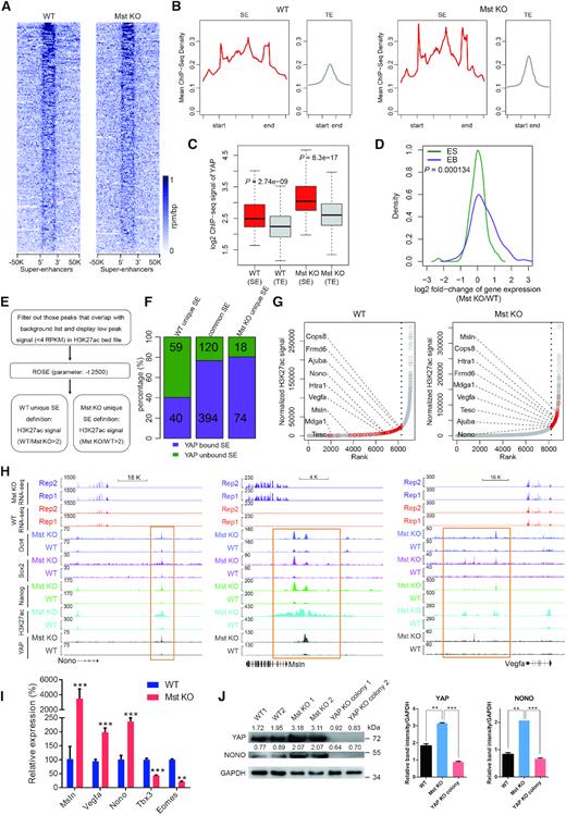 YAP directs the formation of new super-enhancers in Mst KO ESCs. (A) The heatmaps of YAP signals at 231 annotated mouse ESC specific SE loci in WT and Mst KO ESCs. (B) Metaplots of average YAP ChIP-seq signals at SE and TE loci in WT and Mst KO ESCs. (C) Box plot showing YAP signals at SEs and TEs in WT and Mst KO ESCs respectively. (D) Density plot comparing the expression change of SE-associated YAP bound genes upon Mst knockout at ES stage (green) and EB stage (purple). (E) Illustration of the computational pipeline to identify SEs in WT and Mst KO ESCs using H3K27ac ChIP-seq data. (F) Bar-plot showing percentage of YAP bound SEs (purple) and unbound SEs (dark green) that were unique or common in WT and Mst KO ESCs. The exact numbers of YAP bound or unbound SEs are marked within respective colored areas. (G) The dot plots showing the distributions of enhancers and SEs sorted and ranked by H3K27ac ChIP-seq signals using ROSE program in WT and Mst KO ESCs respectively. An obvious geometric inflection point was revealed by a dash line. Dots on the left of the dash line represents TEs, while dots on the right of the dash line represents SEs. YAP target genes regulated by TEs in WT ESCs but shifted to be regulated by SEs in Mst KO ESCs are highlighted as red dots. Representative lineage differentiation-associated genes are labelled. (H) Track views of ChIP-seq profiles of indicated factors and RNA-seq expression profiles at Nono, Msln and Vegfa in WT and Mst KO ESCs. Newly formed SE upon Mst knockout are marked with orange rectangle. (I) Real-time qPCR showing the relative expression level of Msln, Vegfa, Nono, Tbx3 and Eomes in WT and Mst KO ESCs. Error bars represent standard deviations (n = 3). Gapdh was used as an internal control. Statistically significant differences are indicated (*P< 0.05; **P< 0.01; ***P< 0.001). (J) Western blot showing protein level of YAP and Nono in WT, Mst KO and Mst/YAP double KO ESCs. GAPDH was used as a loading control. The densitometric analyses of YAP and NONO protein levels relative to GAPDH in each sample were shown in western blot assay by ImageJ software.