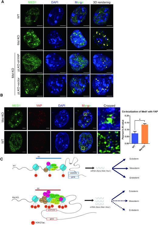 YAP promotes Med1 condensates in Mst KO ESCs through phase separation. (A) Immunofluorescence pictures of MED1 puncta in WT and Mst KO ESCs as well as Mst KO ESCs with YAP and control knockdown taken by Nikon super-resolution microscope z-stack mode (3D-SIM). The nuclei were counterstained with DAPI. The rightmost 3D rendering pictures of Med1 phase separated condensates beyond unified criteria were rendered as yellow beads. The scale bars are 5 μm. (B) Immunofluorescence pictures of co-immunostaining of WT and Mst KO ESCs with MED1 and YAP antibodies. Pictures were taken by Nikon super-resolution microscope z-stack mode (3D-SIM). The nuclei were counterstained with DAPI. The rightmost cropped pictures show the area in yellow box with magnification. The scale bars are 5 μm and 1 μm in uncropped and cropped pictures respectively. Co-localization of channels for MED1 and YAP was quantified with Fiji Coloc 2 plugin. ROI (region of interest) is chosen in five different nuclei of WT or Mst KO ESCs. Average Pearson's R value is used to evaluate co-localization of two channels. (C) Model illustrating the mechanism of hyper-activated nuclear YAP in Mst KO ESCs induces preferential lineage differentiation through SEs.
