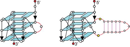 Schematics of a G-quadruplex containing a single-nucleotide bulge (left) and a duplex bulge (right).