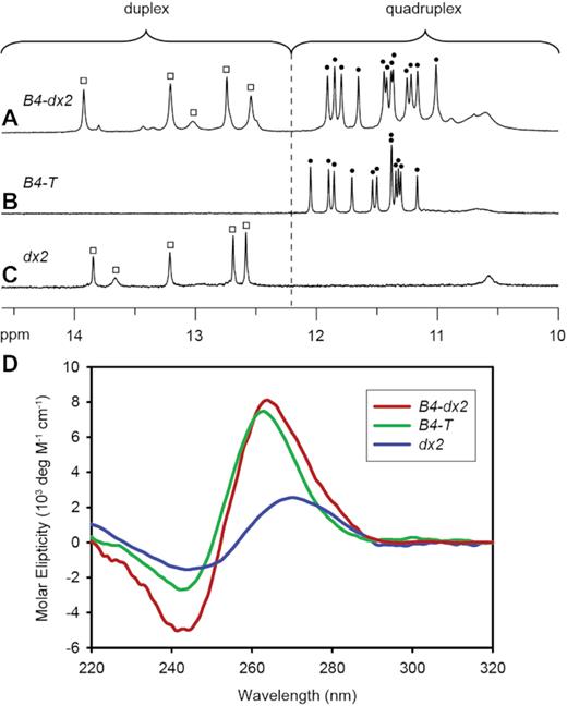 1D imino proton NMR spectra of (A) B4-dx2, (B) B4-T and (C) dx2. Imino protons of the G-tetrad core are indicated by filled circles, whereas imino protons of the duplex are indicated by open squares. (D) CD spectra of B4-T (green), dx2 (blue) and B4-dx2 (red).