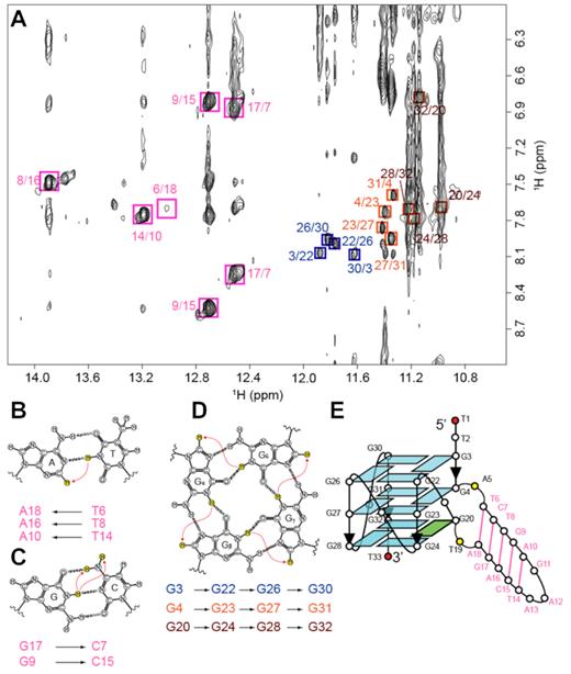 NMR structural characterization of B4-dx2. (A) NOESY spectrum (mixing time, 200 ms) showing cross-peaks for the identification of three G-tetrads and five Watson-Crick base pairs. Signature NOE cross-peaks for the Watson-Crick base pairs and G-tetrads are framed and labeled with the residue numbers of the imino and H8 protons at the first and second positions, respectively. (B) NOE between the thymine imino proton and the adenine H2 proton in an A•T base pair. (C) NOEs between the guanine imino proton and the cytosine amino protons in a G•C base pair. (D) NOEs between H8 and imino protons within a G-tetrad. (E) Schematic diagram of B4-dx2.
