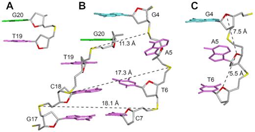 Structural features of B4-dx2 at the quadruplex–duplex junction. (A) Stacking between T19 (magenta) and G20 (green). (B) Backbone strand separation at the junction for the duplex stem and the G-tetrad core (C) Stretching of backbone between the G4 and A5 residues.