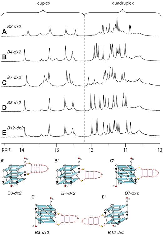 1D imino proton NMR spectra and schematics of quadruplex–duplex hybrids with a duplex hairpin inserted at different bulge positions: (A, A’) B3-dx2 with duplex at the bulge position 3, (B, B’) B4-dx2 with duplex at the bulge position 4, (C, C’) B7-dx2 with duplex at the bulge position 7, (D, D’) B8-dx2 with duplex at the bulge position 8, and (E, E’) B12-dx2 with duplex at the bulge position 12.