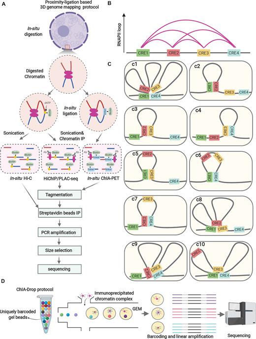 Dissection of 3D chromatin architecture in cancer. (A) Proximity-ligation based 3D genome mapping protocol: crosslinked cells are subjected to nuclei isolation. In situ enzymatic digestion of chromatin is performed, followed by in situ ligation (in situ Hi-C and HiChIP/PLAC-seq: biotin-labeled dATP, in situ ChIA-PET: bio-labeled bridge linker) of two chromatin fragments that are proximal in space. Thereafter, the nuclei are subjected to sonication. For HiChIP/PLAC-seq and in situ ChIA-PET, chromatin immunoprecipitation is required to capture the specific protein-centric chromatin interactions (e.g. RNAPII). Subsequently, the chromatin for all these assays is treated by de-crosslinking and DNA purification. Then the purified DNA is tagmented by transposon (Tn5) preloaded with sequencing adapters, followed by streptavidin bead immunoprecipitation (to capture the DNA fragments conjugated with biotin), PCR amplification, size selection and sequencing. (B) Example of a chromatin interaction cluster (multiplex chromatin structure) that involves four cis-regulatory elements (CREs), as revealed by HiChIP/PLAC-seq or in situ ChIA-PET using RNAPII antibody. (C) Ten possible scenarios of interactions in individual cells speculated based on (B). Current proximity-ligation based 3D genome mapping technologies can only detect binary chromatin interactions, and cannot explore the existence of multiplex chromatin structures in single chromosome and its cellular heterogeneity, which hardly allow a clear view of the chromatin interactions and thus miss their implications in cancer. For example, it cannot be judged whether those chromatin interactions co-exist in individual cells (3c1) or are they just the ensemble of various chromatin interactions from individual cells (3c2-c10). (D) Illustration for the experimental procedures of ligation-free 3D genome mapping technology ChIA-Drop: crosslinked cells are subjected to sonication and chromatin immunoprecipitation. The precipitated chromatin is then loaded into the microfluidic device to generate gel-bead-in-emulsion (GEM). Each GEM from contains the reagents and unique barcodes for PCR amplification and sequencing. Amplicons from the same GEM have the same barcodes, enabling the inference of multiplex chromatin interactions.